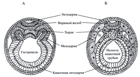 Строение зародышевых листков эмбриона