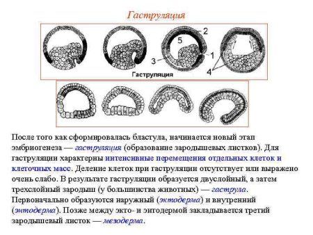 Инвагинация гаструляция характерна