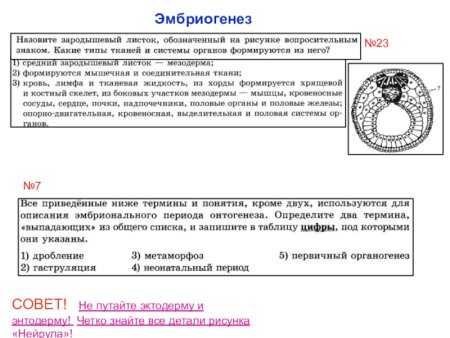 Этапы онтогенеза гаструла бластула