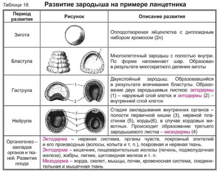 Морула нейрула гаструла