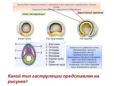 Основные этапы эмбрионального периода развития