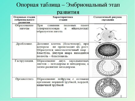 Стадии эмбрионального развития бластула гаструла