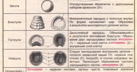 Стадии эмбрионального развития ланцетника