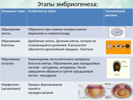 Дробление зиготы ланцетника