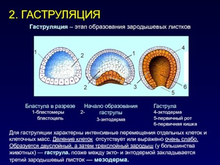 Бластула гаструла нейрула таблица