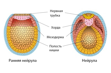 Эмбриология гаструляция