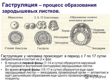 Гаструляция зародыша ланцетника