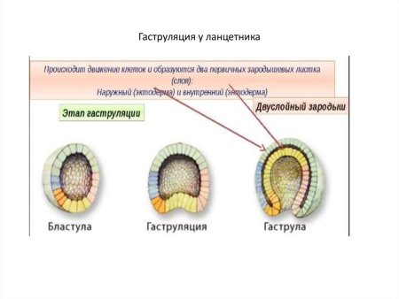 Этапы эмбрионального развития схема