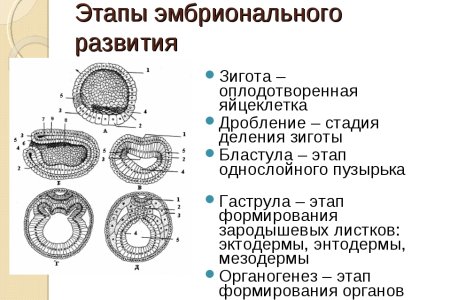 Схема дробления и образования бластулы