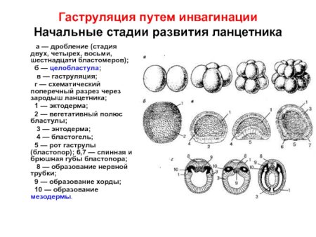 Строение ранней нейрулы