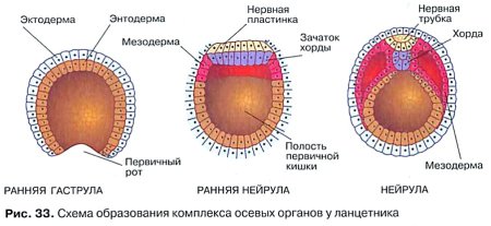 Бластула бластомеры