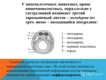 Схема развития зародыша млекопитающих