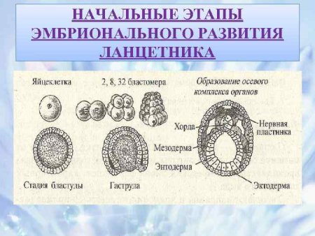 Этапы эмбрионального развития бластула гаструла
