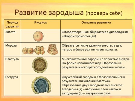 Структура организма и зародышевый листок