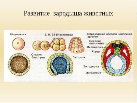 Стадии эмбриогенеза человека схема