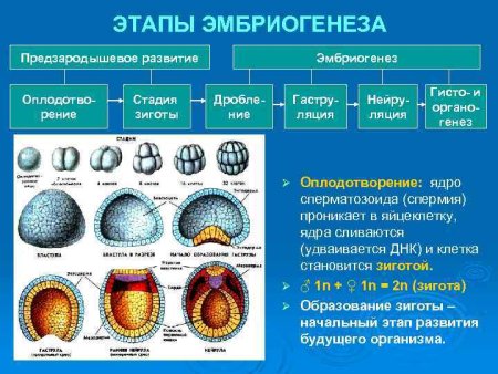 Этапы эмбрионального развития схема