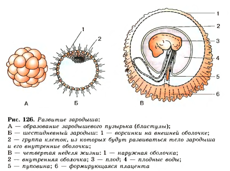 Онтогенез гаструляция