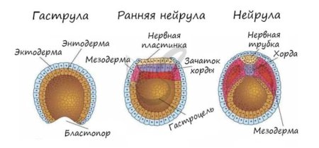 Зигота бластула гаструла нейрула