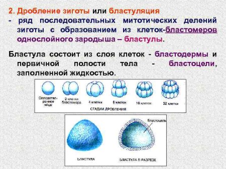 Ранние стадии эмбрионального развития ланцетника