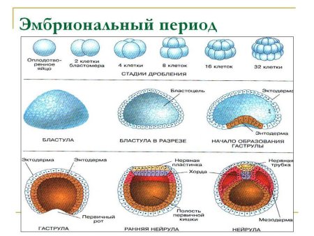 Зародышевый листок позвоночного животного