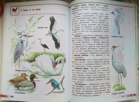 Атлас определитель птицы Плешаков