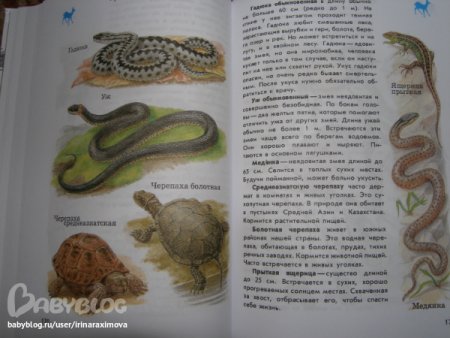 Атлас-определитель от земли до неба 3 гадюка