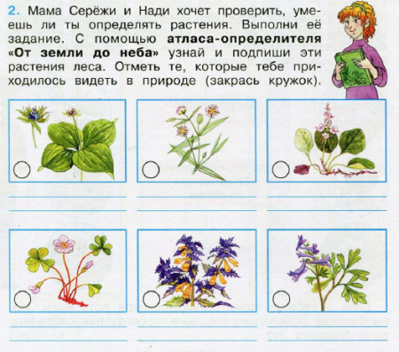 Атлас определитель Лесные растения