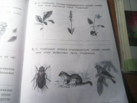 Атлас определитель 4 класс животные леса