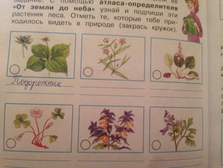Атлас определитель от земли до неба растения леса