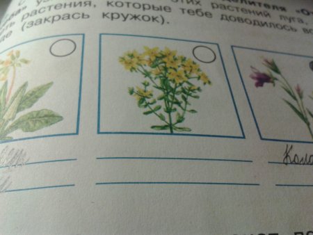 Атлас-определитель окружающий мир растения Луга