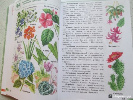 Плешаков атлас определитель растений