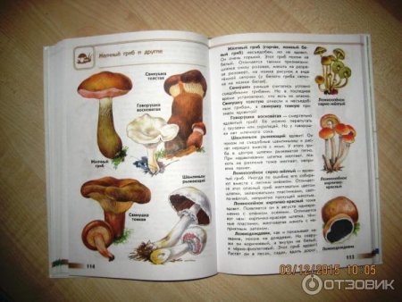Атлас-определитель от земли до неба 3 класс окружающий мир грибы