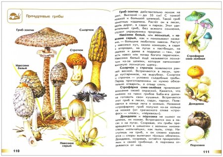 Атлас-определитель 2 класс окружающий мир Плешаков грибы