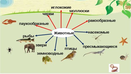 Таблицы по природоведению 5 класс