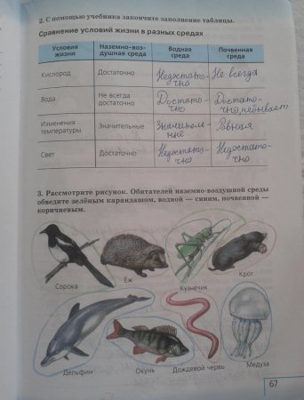 Животные птицы рыбы насекомые