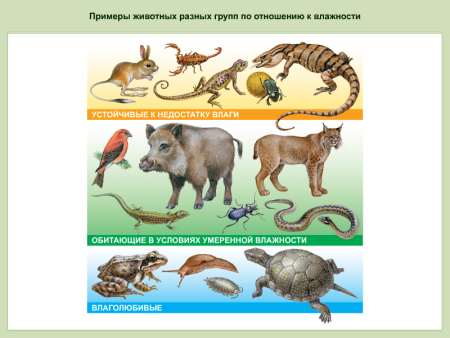 Группы животных 1 класс