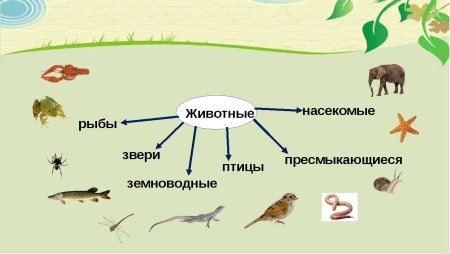 Экологические группы животных