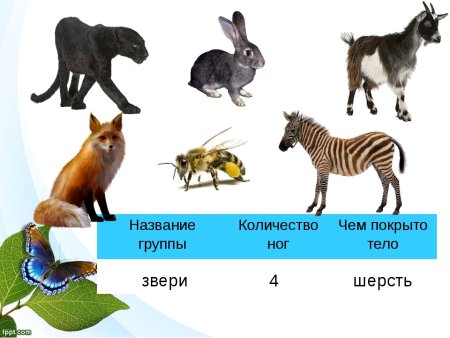 Какие из этих животных