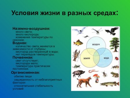 Животный мир Луга