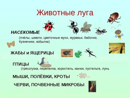 Жизненные формы животных по Формозову