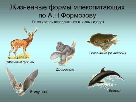 Животные разных континентов