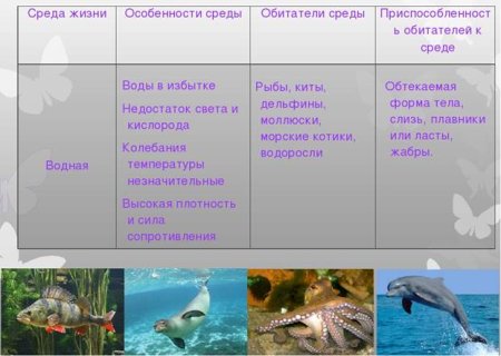 Подпиши названия птиц