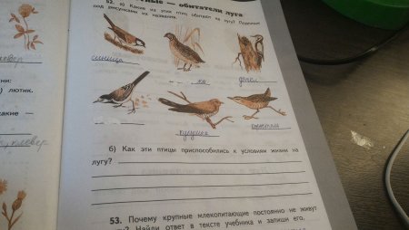 Трофическая структура биогеоценоза это