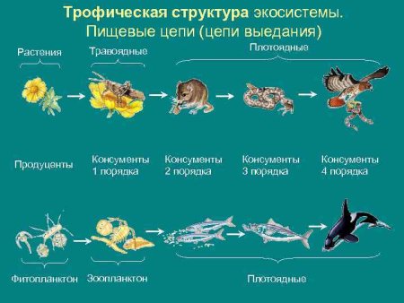 Семейства животных классификация