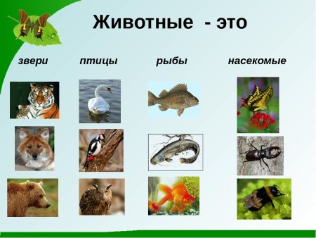 Пищевые Цепочки 5 класс биология