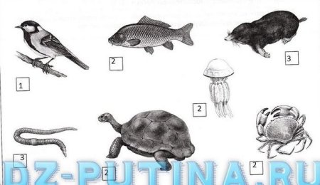 Карта животного мира