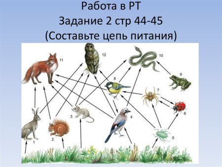 Кто как приспособлен животные