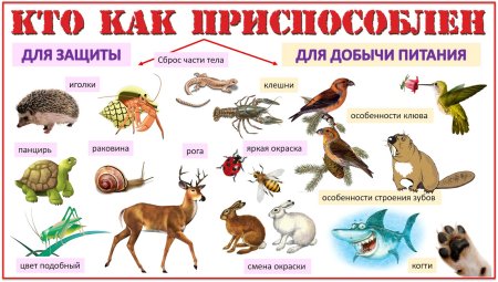 Какие животныеживут в тропичнском лесу