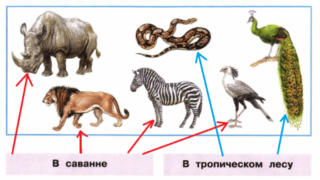 Планктон зоопланктон бентос