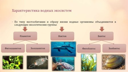 Экосистема биоценоза леса